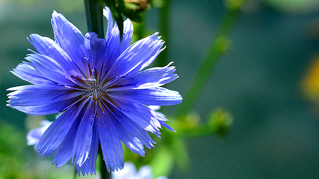 Cichorium intybus