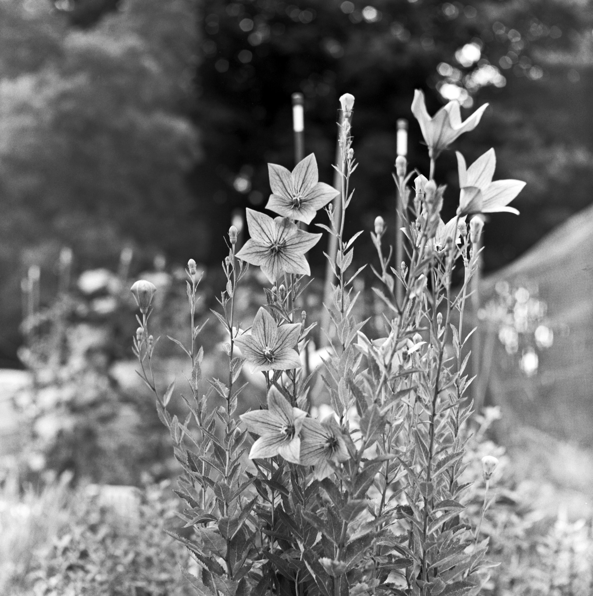 Balloon flower