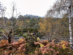 Glen Affric