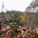 Glen Affric