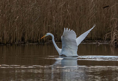 Great white egret