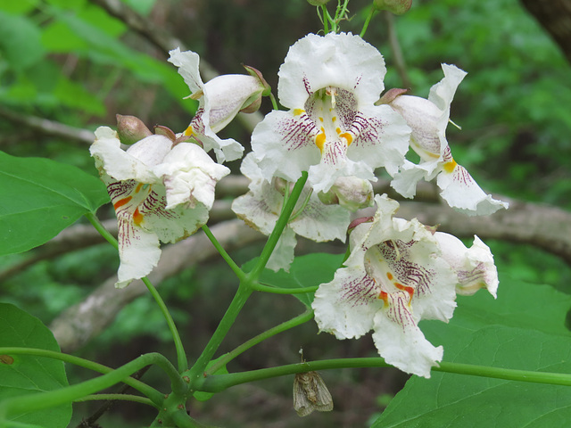 Catalpa flowers