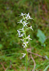 Waldhyazinthe, (Platanthera) wilde Orchidee