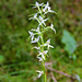 Waldhyazinthe, (Platanthera) wilde Orchidee