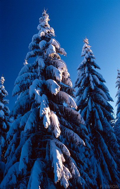 Epicéas sous la neige - Forêt du Donon - Massif des Vosges