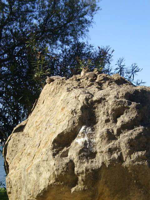 Cats on the rock.