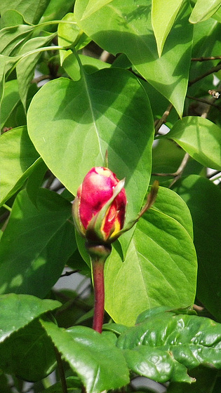 New rose bud