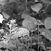 Young hydrangea