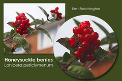 Honeysuckle berries - East Blatchington - 22.9.2015