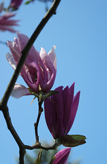 Magnolia avant la neige