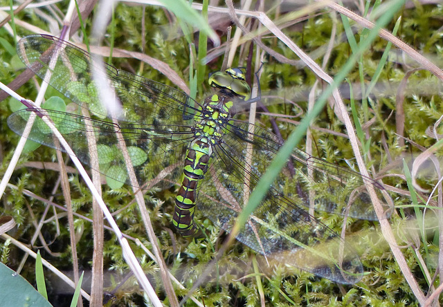 Aeschne bleue femelle (Aeshna cyanea)