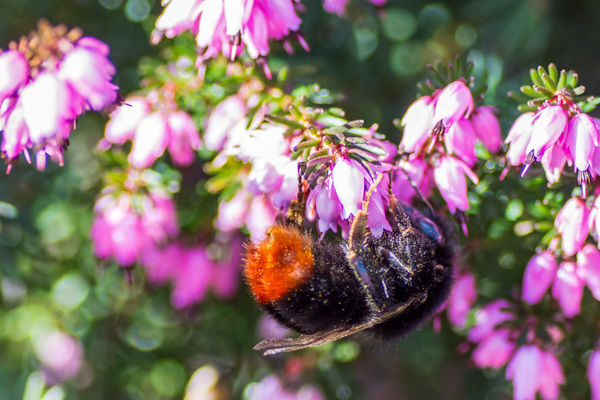 Red-tailed Bumble Bee at work-DSB 2728-2