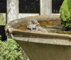 Sparrow enjoying a soak