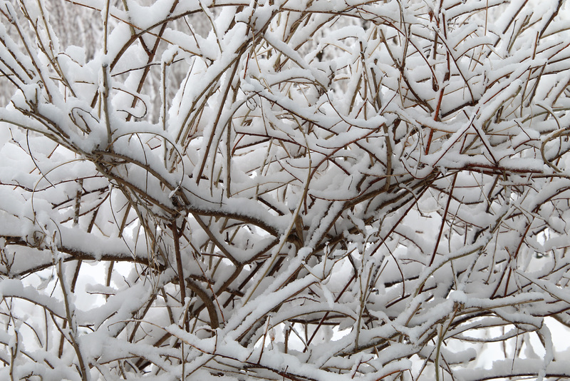 Snow in the bushes