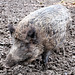 Wildschwein