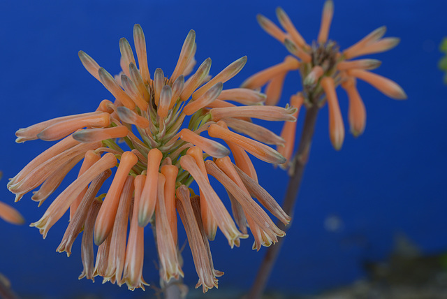 Aloe maculata  DSC1615