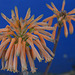 Aloe maculata  DSC1615