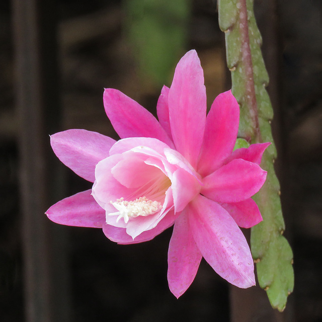 Succulent flower