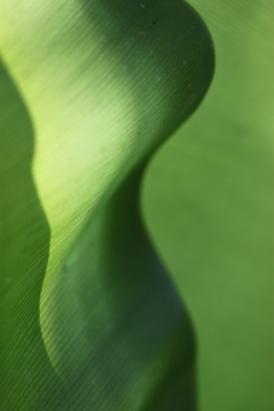 Leaf Abstract