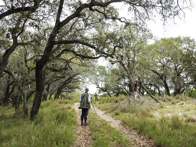 Day 5, searching for birds, King Ranch, Norias Division