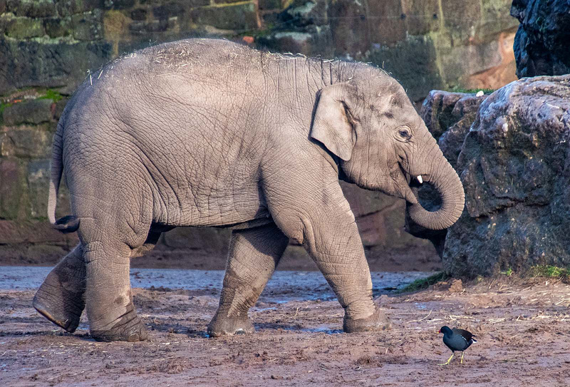 Baby elephant