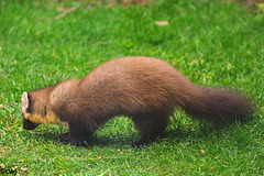 Pine Marten at close range.