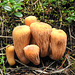 Club fungus / Clavariadelphus truncatus