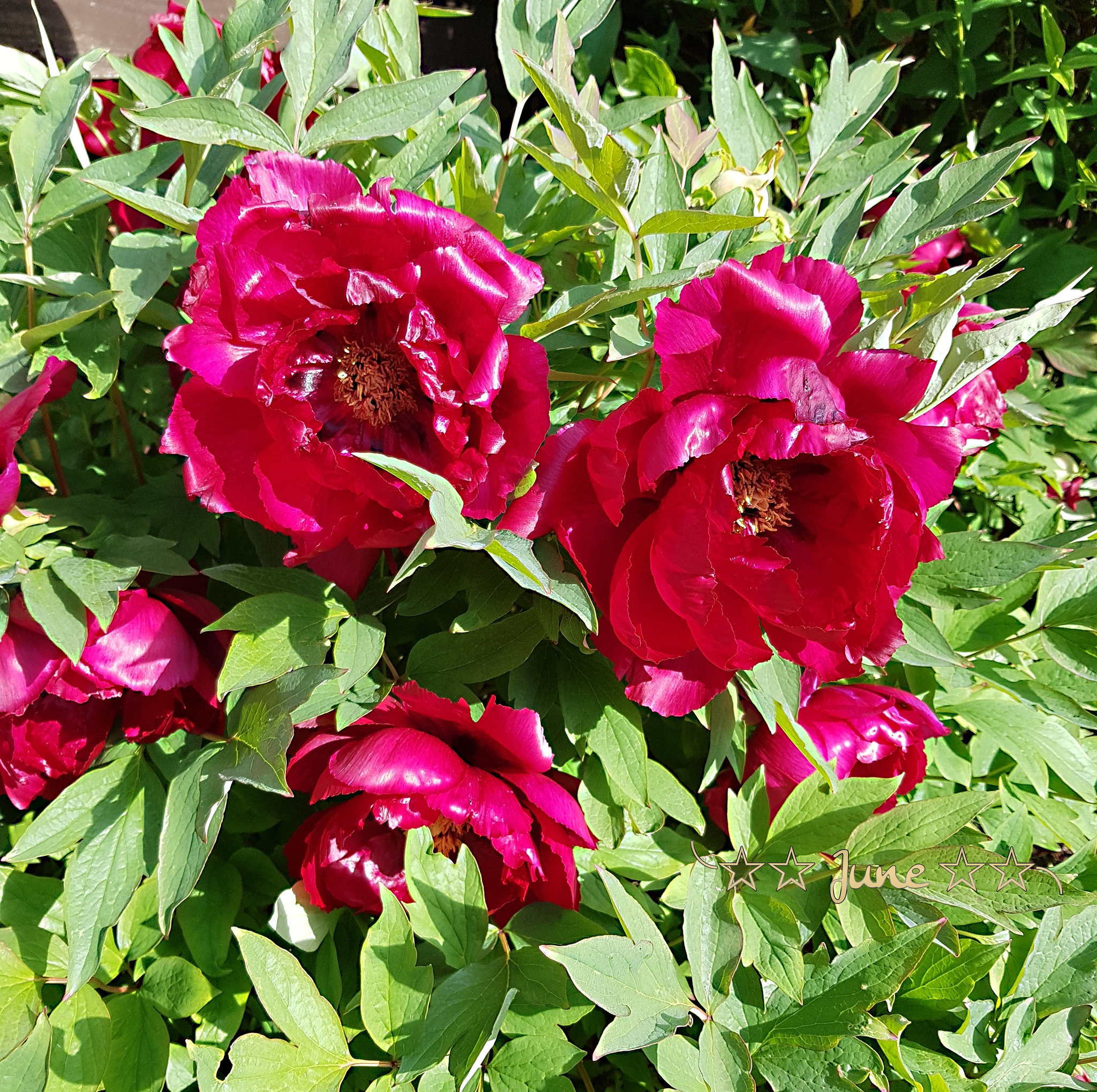 Peony shrub