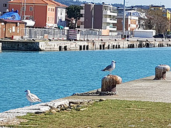 zona porto di Pesaro