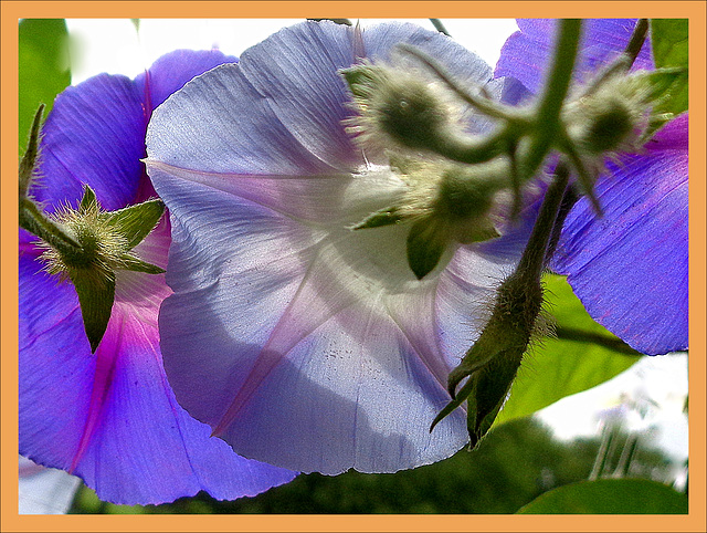 Three Ipomoea Row