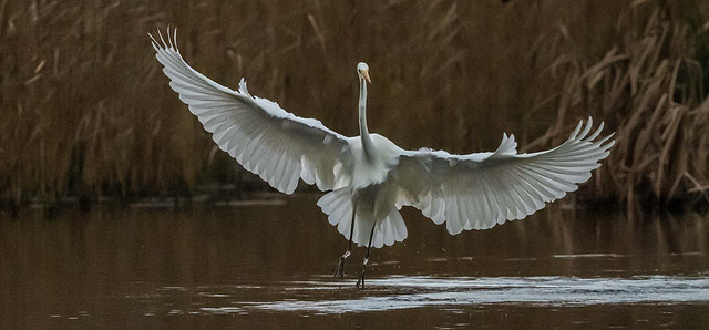 Great white egret