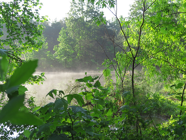 Fog on the pond