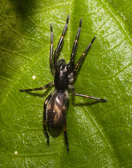 IMG 2356 Spider-4-1-1