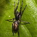 IMG 2356 Spider-4-1-1