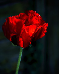 Pavot d'orient
