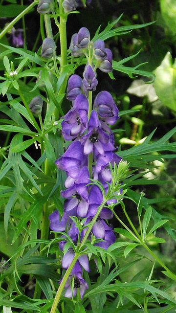 Campanula