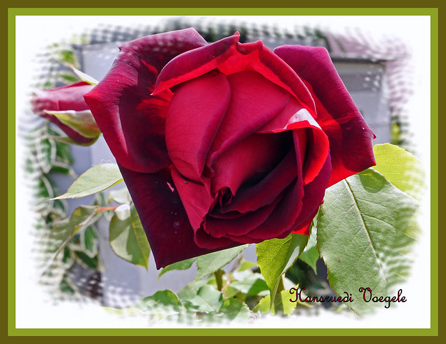 Rose