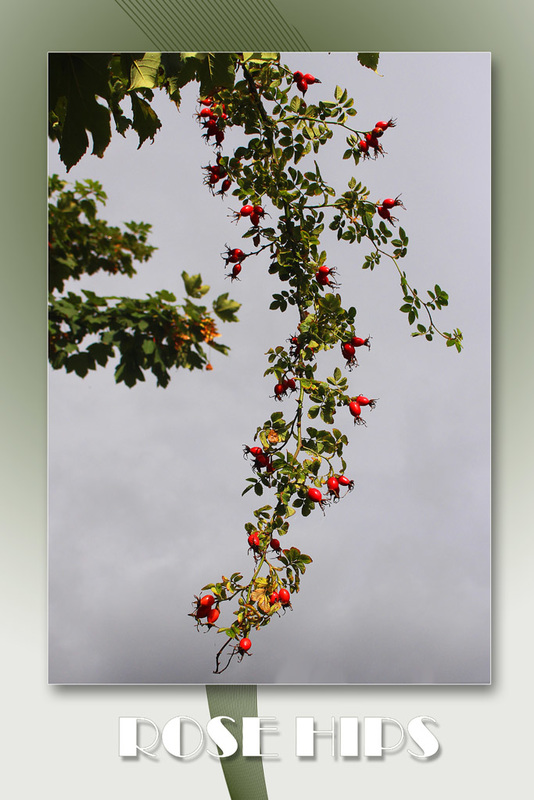 Rose Hips - East Blatchington - 22.9.2015