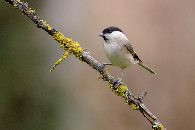 Mésange nonnette