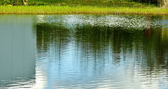 Lakeside Reeds and Grasses