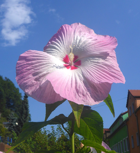 Riesenhibiskus - giganthibisko