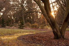 Sun setting in the Botanics