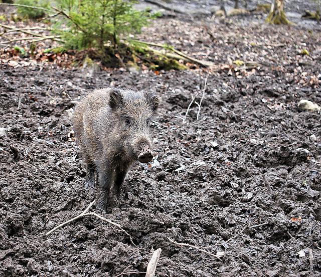 Junges Wildschwein