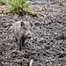 Junges Wildschwein