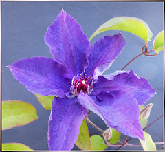 Clematis. ©UdoSm