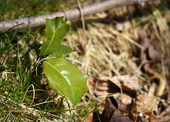 Baby Holly Tree