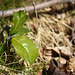 Baby Holly Tree