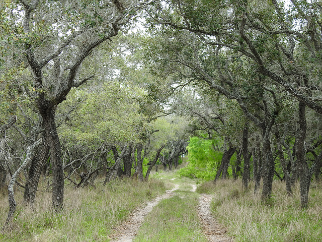 Day 5, King Ranch, Norias Division