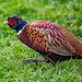 Pheasant that walked with me