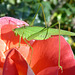 Sichelschrecke auf einer Rosenblüte und Oktobersonne